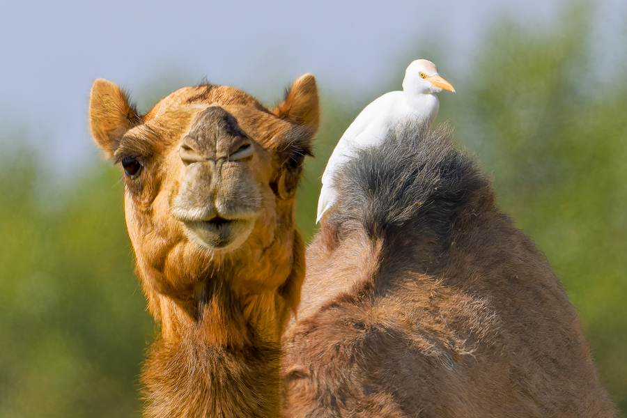 Oman - Veni, vidi, primus observavi:)))!
