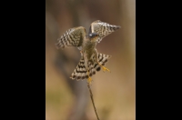 Sparrowhawk