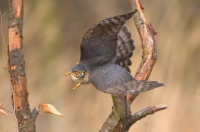 Sparrowhawk