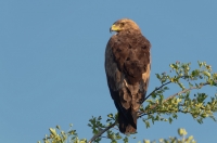Lesser spotted eagle