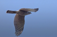 Sparrowhawk