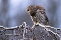 puszczyk Strix aluco