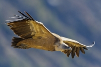 griffon vulture, France
