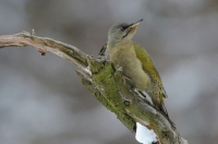 Grey-faced Woodpecker