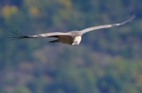 griffon vulture, France