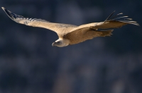 griffon vulture, France