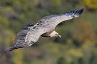 griffon vulture, France