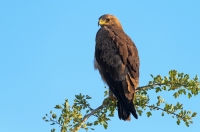 Lesser spotted eagle