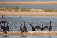 Kormoran