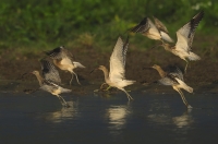 Großer Brachvogel