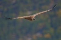 griffon vulture, France
