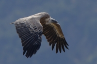 griffon vulture, France