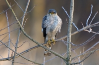 Sparrowhawk