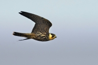 Baumfalke