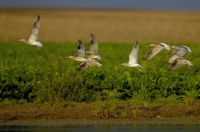 Großer Brachvogel