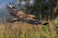 Lesser spotted eagle