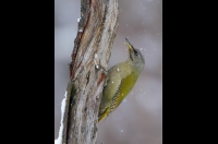 Grey-faced Woodpecker
