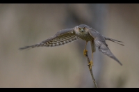 Sparrowhawk