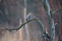 Sparrowhawk