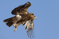Steppe Eagle