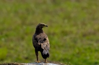 Lesser spotted eagle