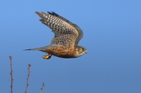 Merlin