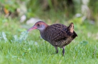 Lewinia striata wodnik rdzawogłowy
