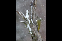 Grey-faced Woodpecker