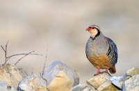 rock partridge, Croatia