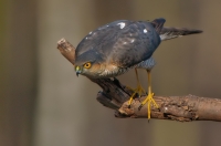 Sparrowhawk
