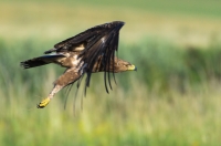 Lesser spotted eagle