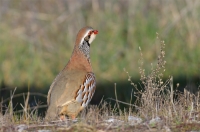 red-legged partridge, Spain