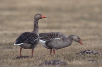 Graugans