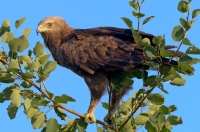 Lesser spotted eagle