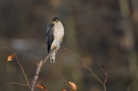 Sparrowhawk