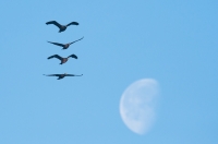 Kormoran