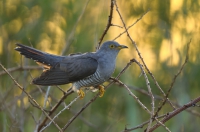 Common cuckoo