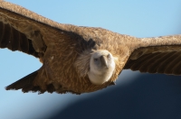 griffon vulture, France