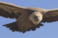 griffon vulture, France