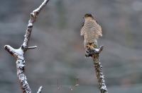 Sparrowhawk