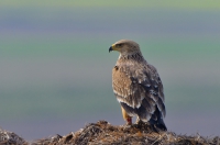 Imperial eagle