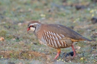 red-legged partridge, Spain