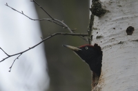 Black Woodpecker
