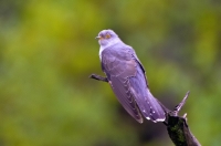 Common cuckoo