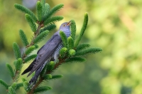 kukułka Cuculus canorus