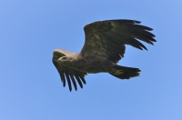Lesser spotted eagle