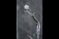 Sparrowhawk