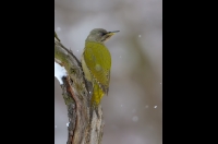 Grey-faced Woodpecker
