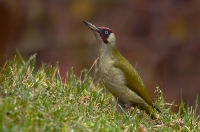 Eurasian Green Woodpecker