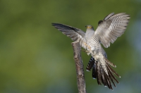 Common cuckoo